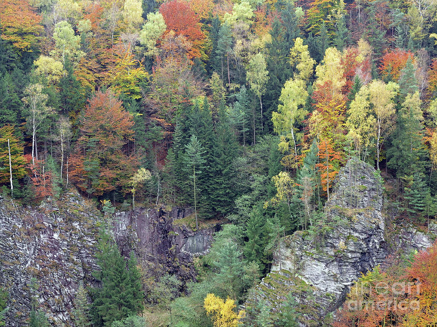 Rocks in the autumn forest Photograph by Michal Boubin