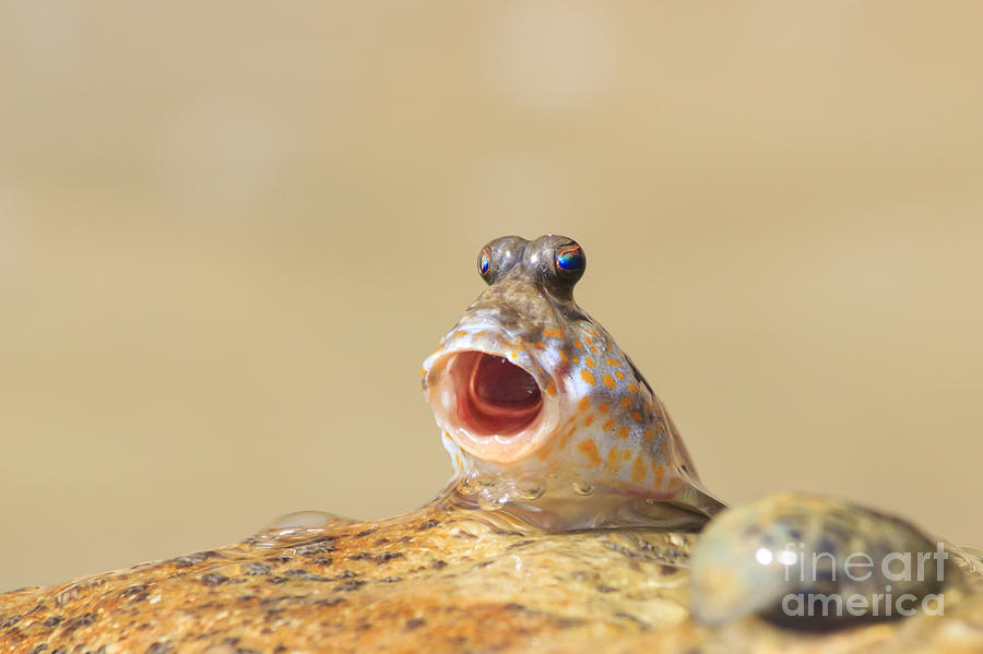Mudskipper Photograph - Rockskipper Fish - A Species Of by Rich Carey Mudskipper Photograph - Rockskipper Fish - A Species Of by Rich Carey