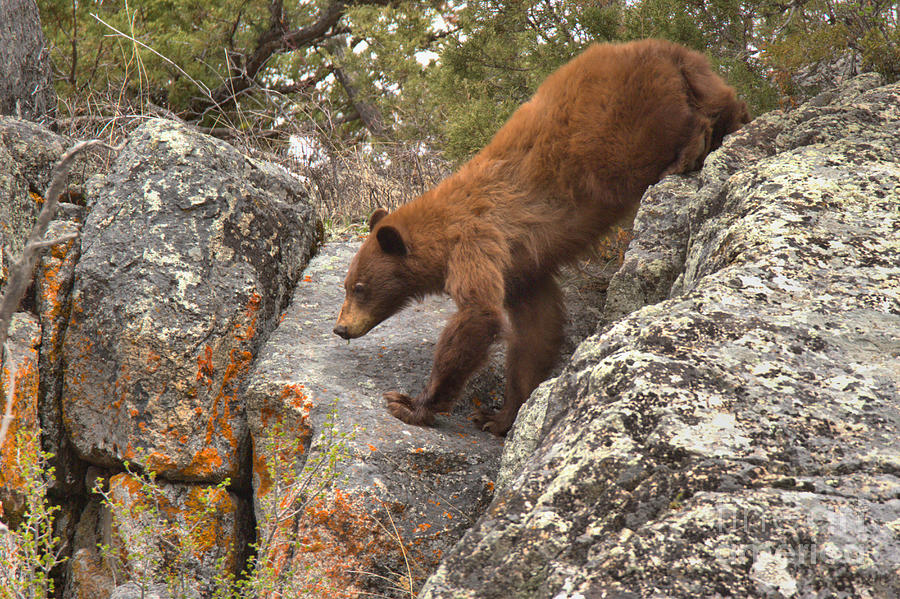 Yellowstone National Park Photograph - Rocky Challenges Ahead by Adam Jewell