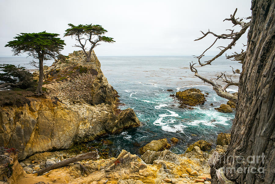 Big Photograph - Rocky Cliff And Trees In Carmel Near by Lynn Yeh Big Photograph - Rocky Cliff And Trees In Carmel Near by Lynn Yeh