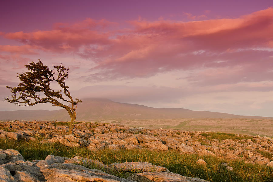 Rocky Landscape With Lone Tree In Sunset Photograph by John Ormerod