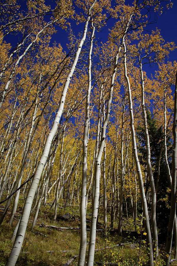 Rocky Mountain Aspen Grove Photograph by Kevin Brookie | Fine Art America