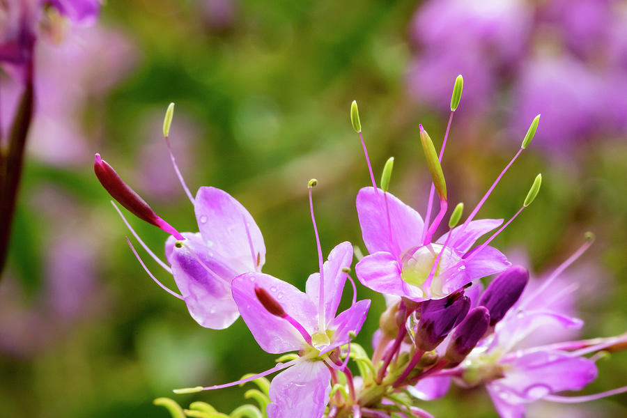 Rocky Mountain Bee Plant 2 by Michael Chatt Rocky Mountain Bee Plant 2 by Michael Chatt