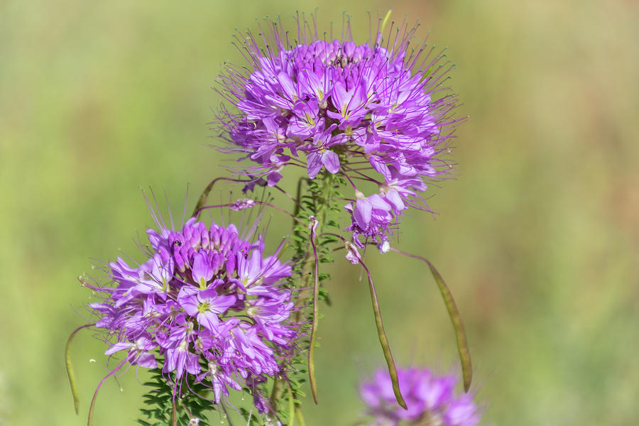 Rocky Mountain Bee Plant Photograph by Debra Martz