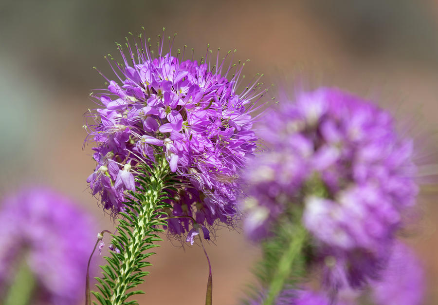 Rocky Mountain Bee Plant Macro Photograph by Debra Martz
