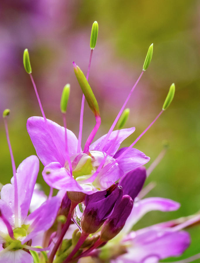 Rocky Mountain Bee Plant by Michael Chatt Rocky Mountain Bee Plant by Michael Chatt