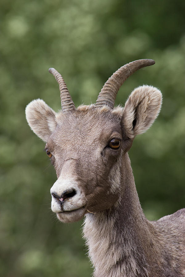 Rocky Mountain Bighorn Sheep, Shedding Photograph by Ken Archer - Fine ...