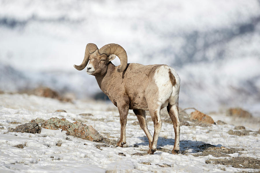 Rocky Mountain Bighorn Sheep Photograph by Ralf Kistowski Fine Art