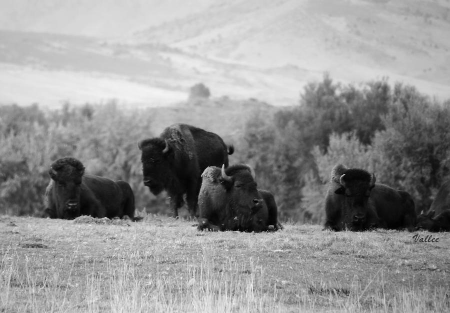 Rocky Mountain Bison Photograph by Vallee Johnson