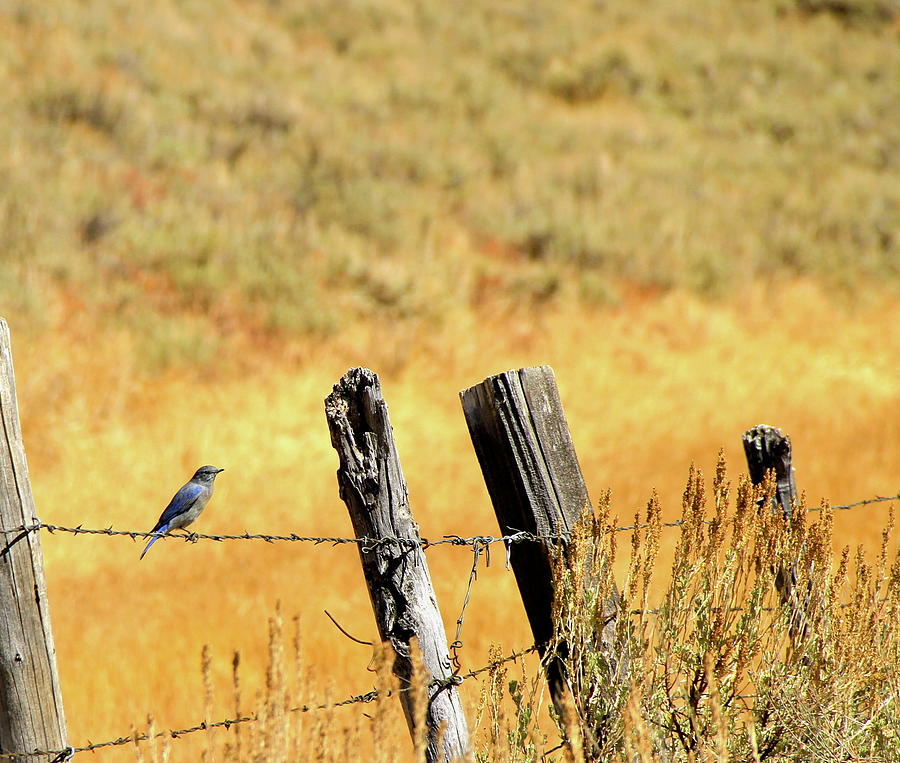 Rocky Mountain Blue Bird Photograph by Ed Riche