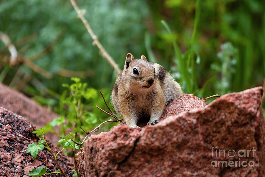 Rocky Mountain Chipmunk Photograph by Steven Krull