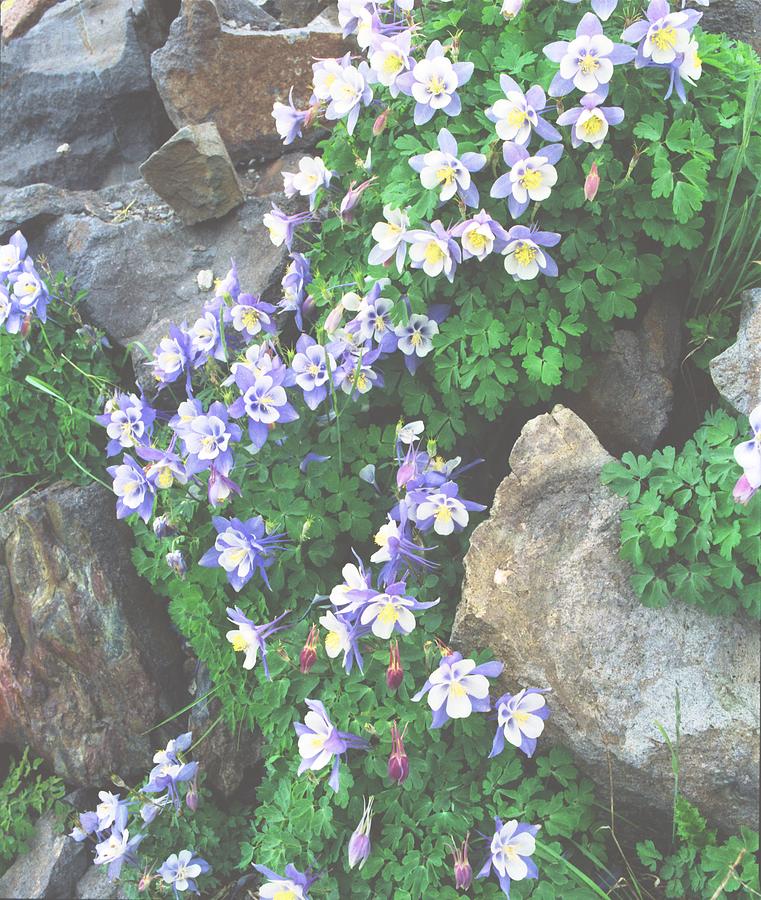Columbine Flower Photograph - Rocky Mountain Columbine by Steve Tohari