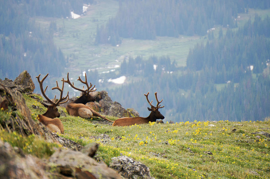 Rocky Mountain Elk 1 Photograph by Richard A Brown