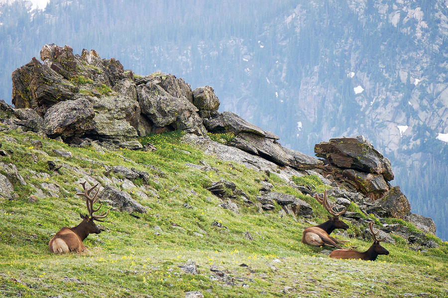 Rocky Mountain Elk 3 Photograph by Richard A Brown