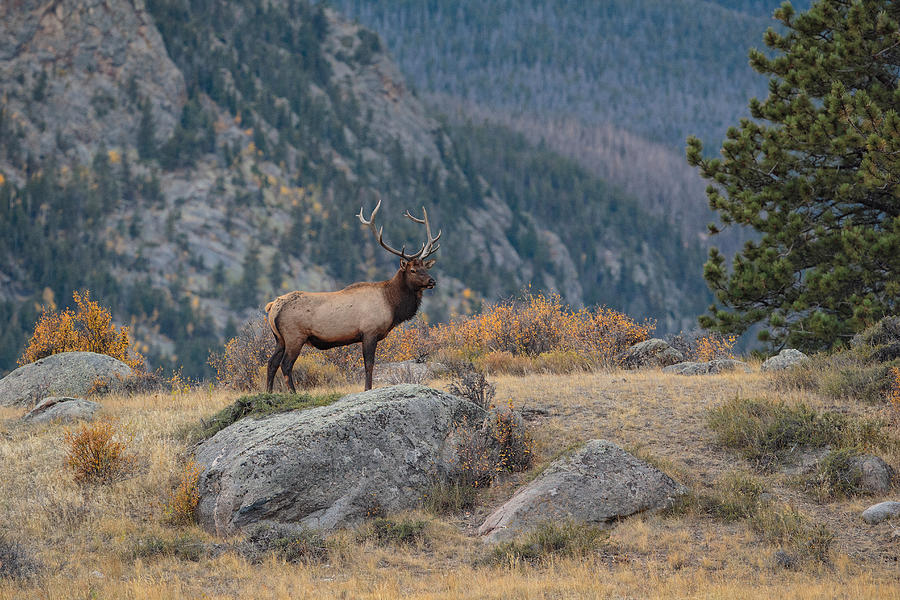 Rocky Mountain Elk Photograph by James Zipp