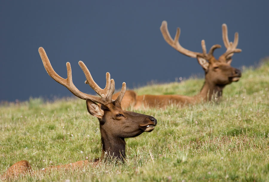 Rocky Mountain Elk Photograph by Skyhobo