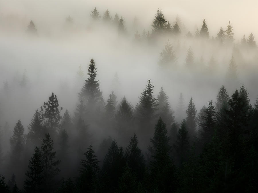 Rocky Mountain Fog 2 Photograph by Matt Hammerstein