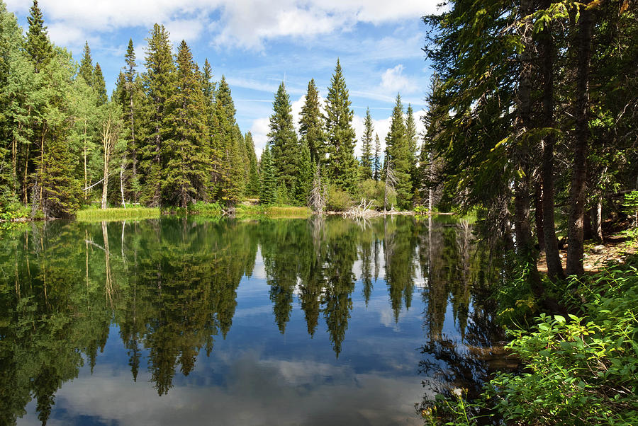 Rocky Mountain Forest Pond Photograph by Cascade Colors