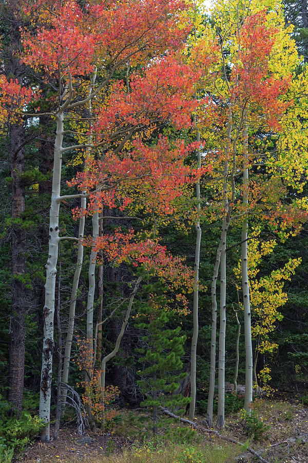 Rocky Mountain Forest Reds Photograph