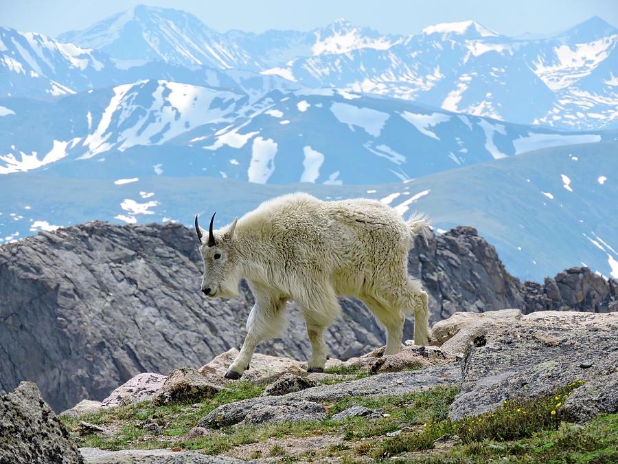 Rocky Mountain Goat Photograph by Connor Beekman
