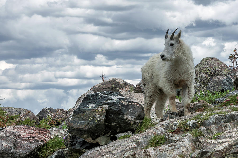Rocky Mountain Goat Photograph by Kent Nancollas