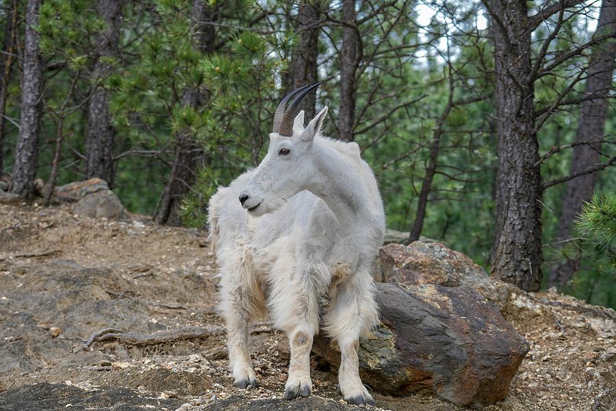 Rocky Mountain Goat Photograph by Susan Rydberg