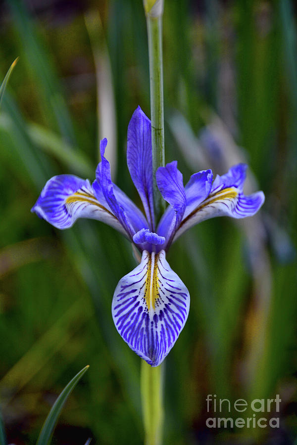 Rocky Mountain Iris Photograph by Donna Greene