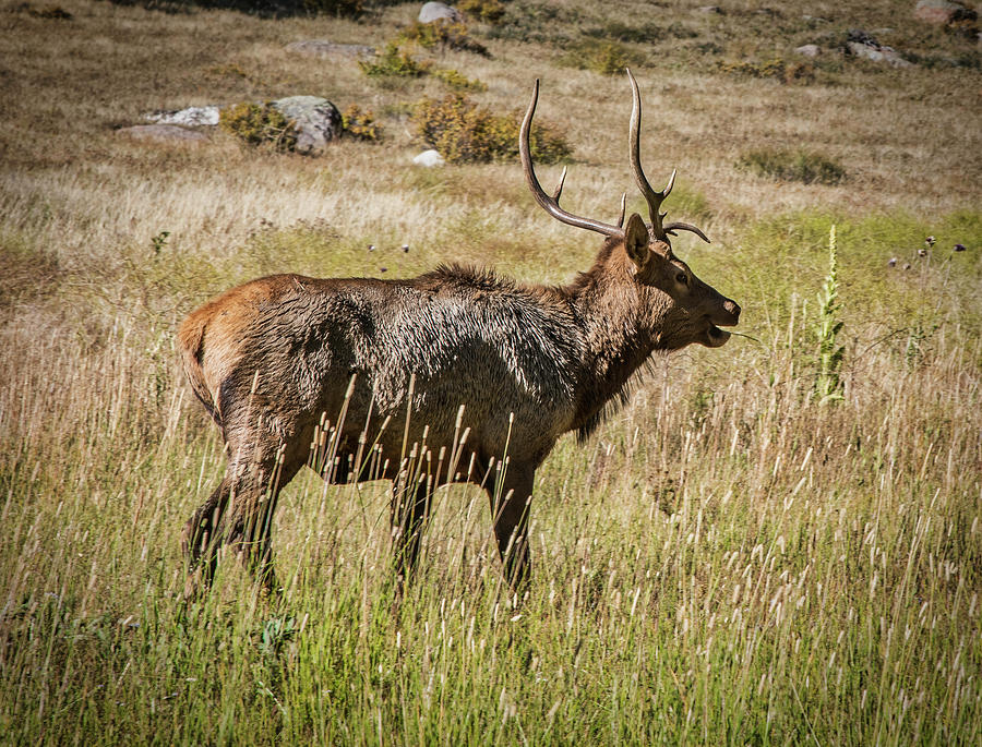 Rocky Mountain National Park Bull Elk Photograph by Lorraine Baum