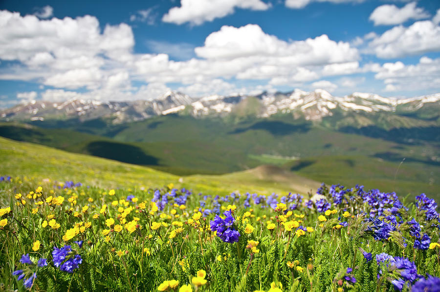 Rocky Mountain Range And Wildflowers Photograph by Skibreck