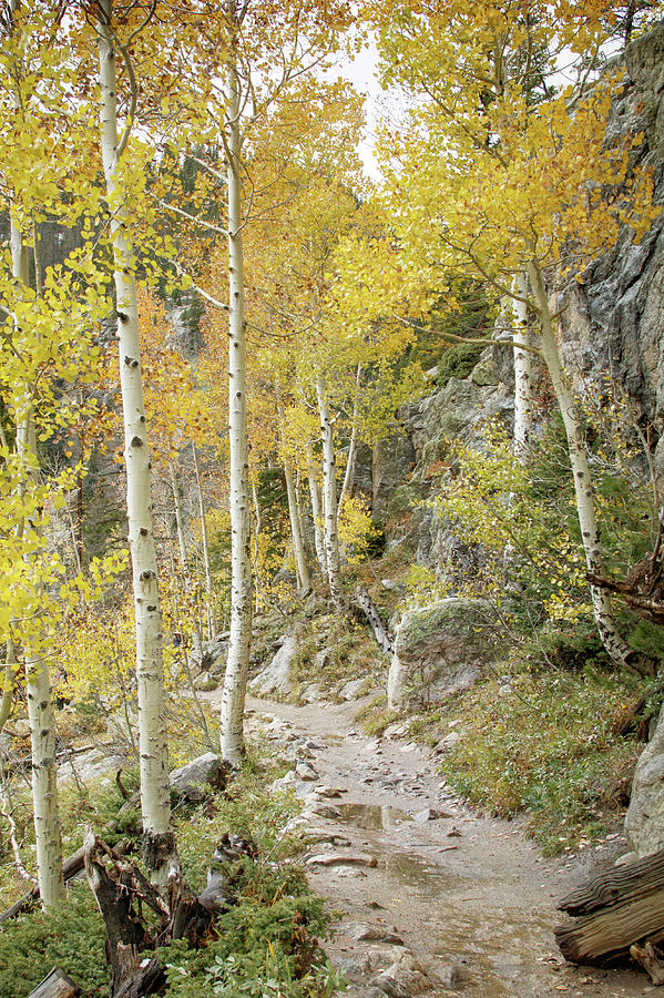Rocky Mountain Trail Photograph by Catherine Avilez