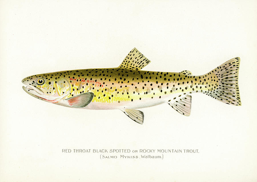 Rocky Mountain Trout Drawing by David Letts