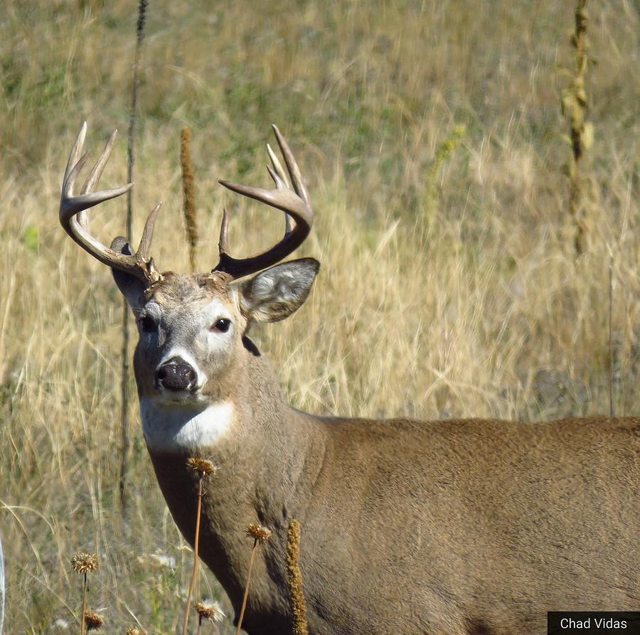 Rocky Mountain Whitetail Photograph by Chad Vidas - Fine Art America