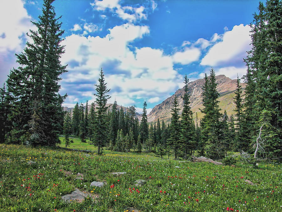Rocky Mountain Wildflowers Photograph by Lorraine Baum