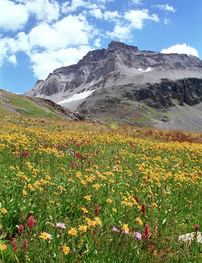 Rocky Mountains & Wildflowers Photograph by Missing35mm