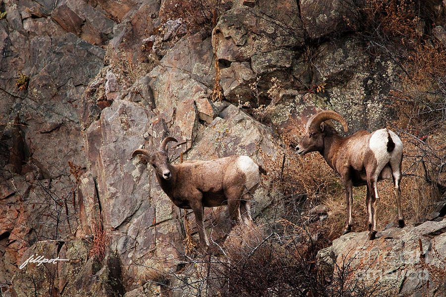 Big Horn Sheep Photograph - Rocky Mt. Big Horn by Bon and Jim Fillpot