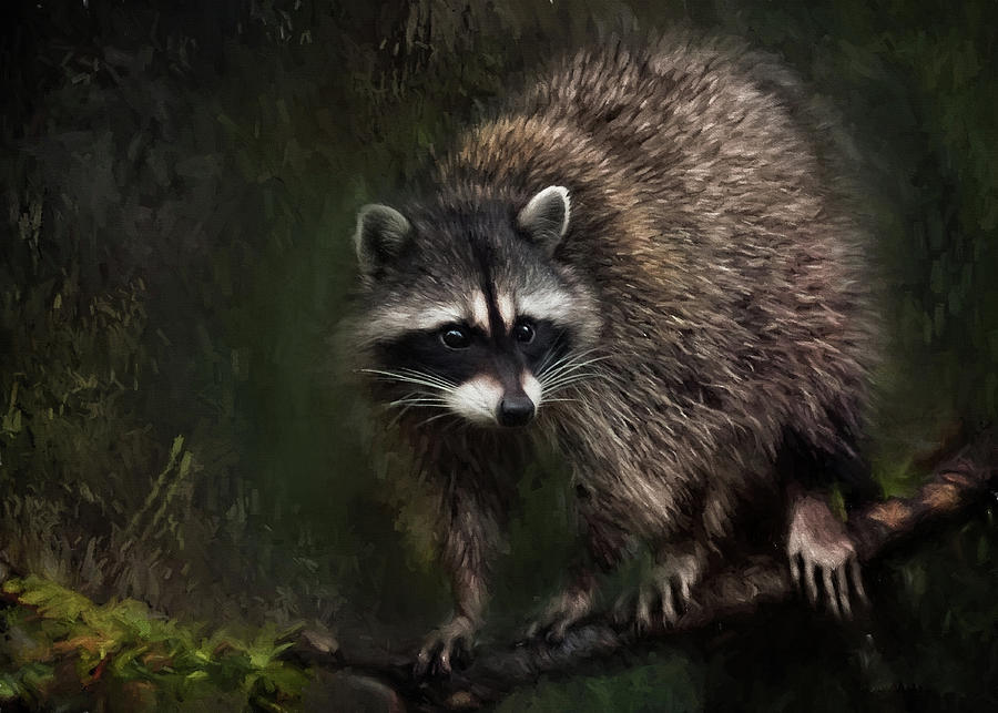 Rocky Raccoon Painting by Jeanette Mahoney