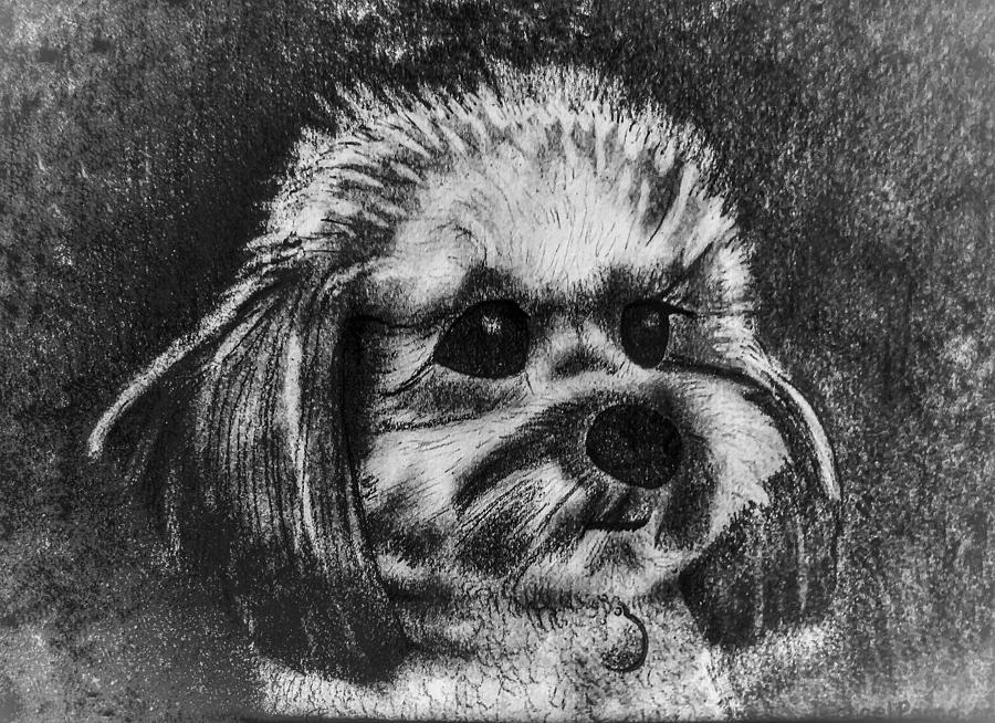 Dog Drawing - Rocky The Dog Portrait by Michael Panno Dog Drawing - Rocky The Dog Portrait by Michael Panno
