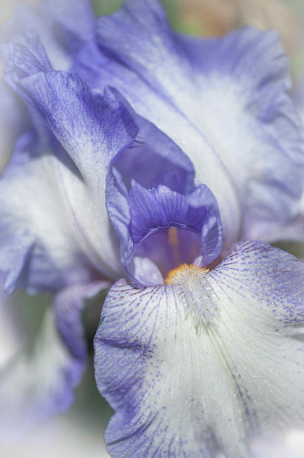 Rococo. Macro. The Beauty of Irises Photograph by Jenny Rainbow
