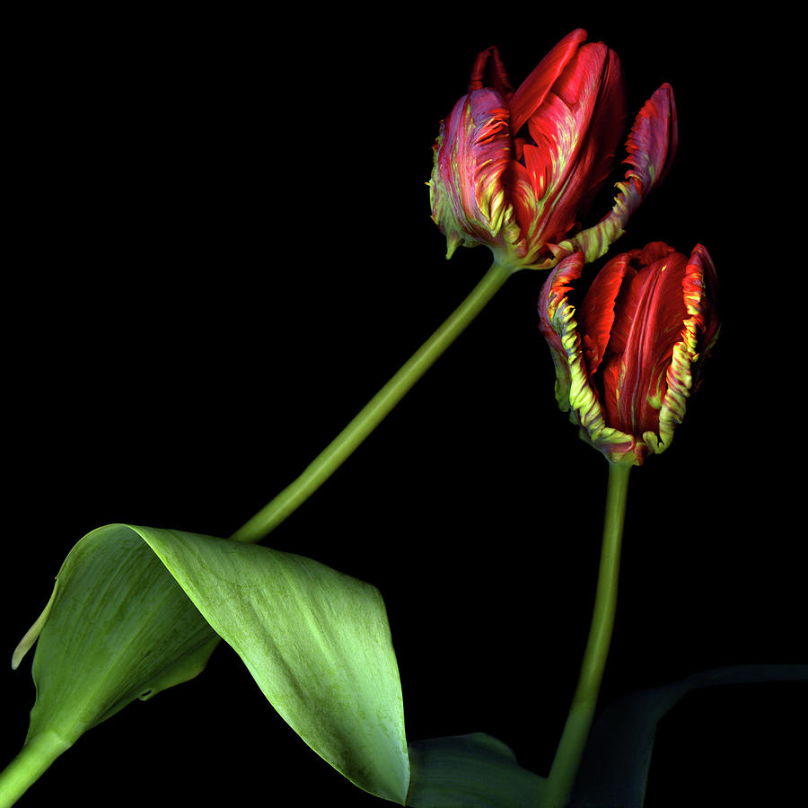 Rococo Red Parrot Tulips Photograph by Photograph By Magda Indigo