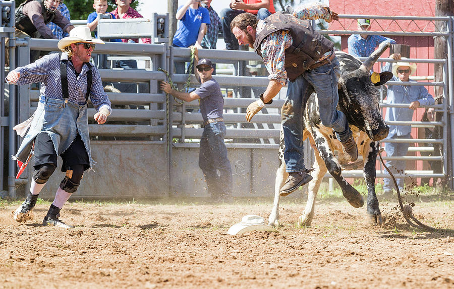 Rodeo Bull Attacks Rider  Photograph by Fran Gallogly