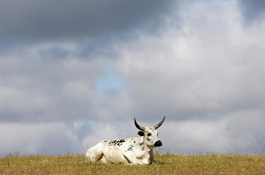 Rodeo Bull Resting On Hilltop Photograph by Gomezdavid