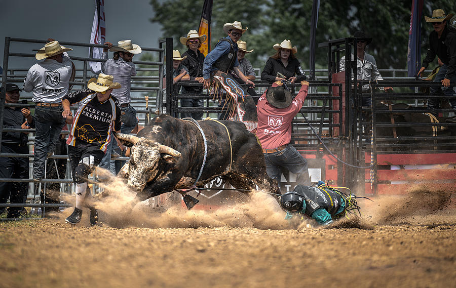 Bull Photograph - Rodeo by Little7