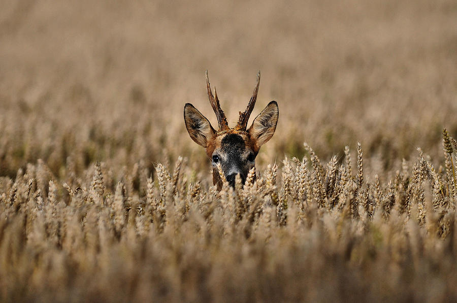Roe Buck In A Corn Field Photograph by Scott