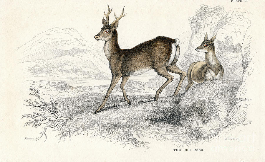 Roe Deer Capreolus Capreolus, Eurasian Drawing by Print Collector