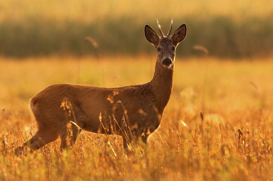 Roe Deer Photograph by Damiankuzdak