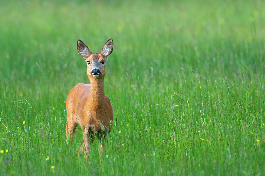Roe Deer Doe In The Late Evening With Photograph by Charliebishop