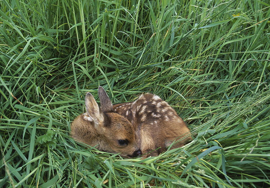 Roe Deer Fawn Photograph by Nhpa
