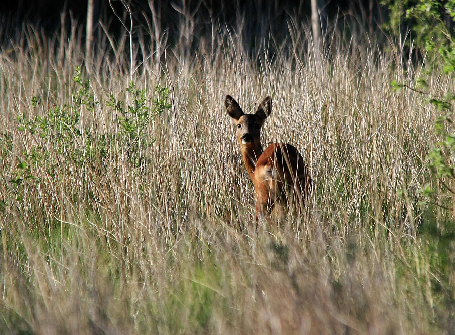Roe Deer Photograph by Photography By Linda Lyon