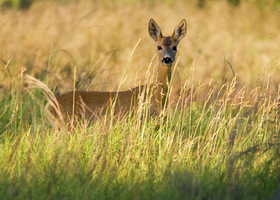 Roe Deer Photograph by Photol