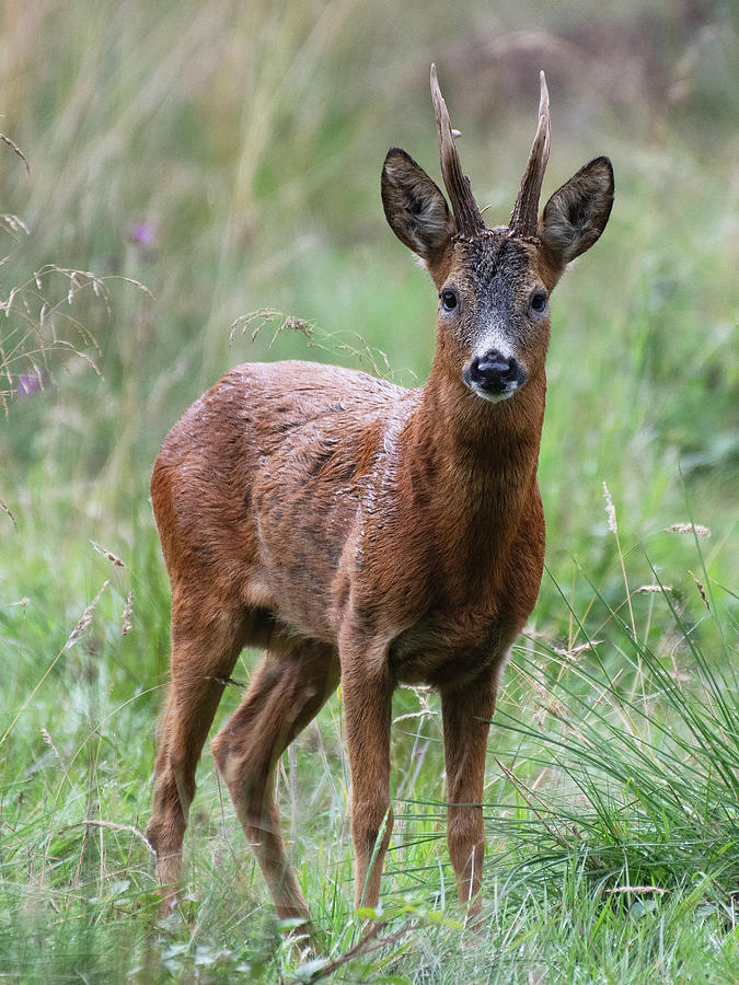 Roe Deer Stag In A Woodland Glade, Yorkshire, England, Uk Photograph by ...